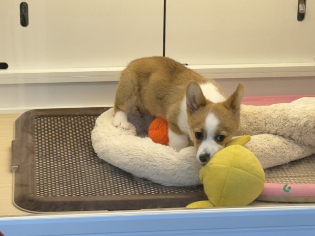 構ってくんないと拗ねちゃうぞ💗コーギーの女のコきました🌟 ウェルシュコーギー・ペンブローグ