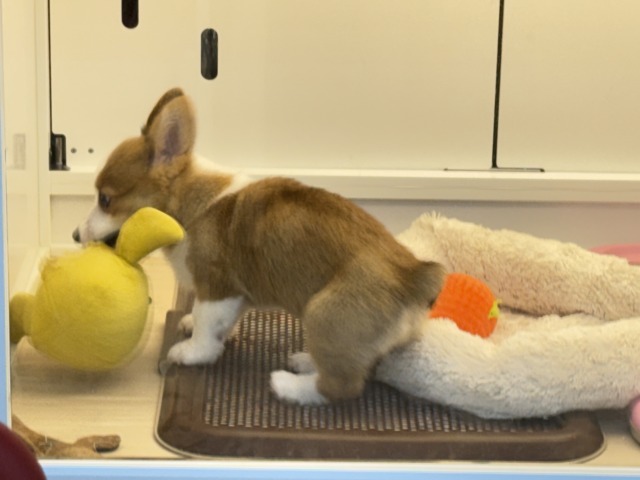 構ってくんないと拗ねちゃうぞ💗コーギーの女のコきました🌟 ウェルシュコーギー・ペンブローグ