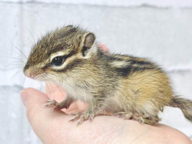 シマリス（ノーマル）