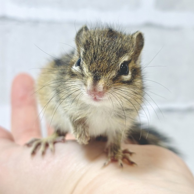 春の訪れとともにシマリスベビーちゃん入舎です〜🐿🌸🍡🍃