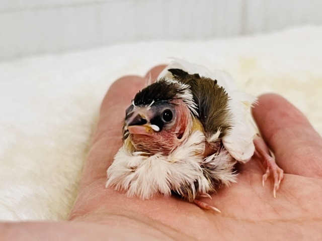 十姉妹（ジュウシマツ）