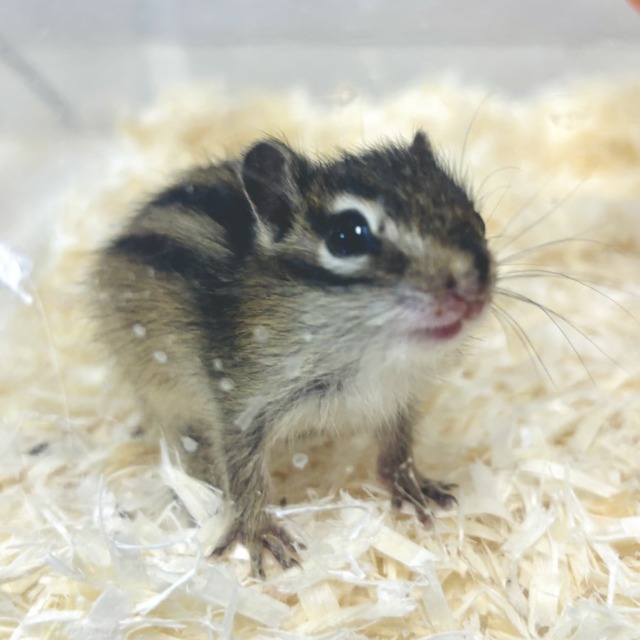 シマリス（ノーマル）