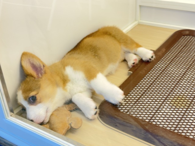 構ってくんないと拗ねちゃうぞ💗コーギーの女のコきました🌟 ウェルシュコーギー・ペンブローグ