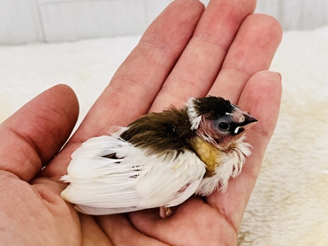 十姉妹（ジュウシマツ）