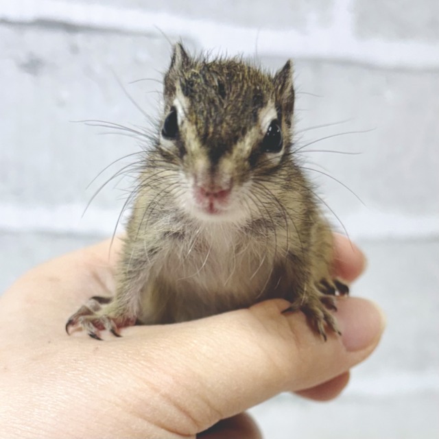 シマリス（ノーマル）