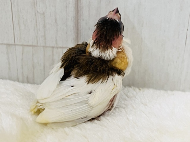 十姉妹（ジュウシマツ）