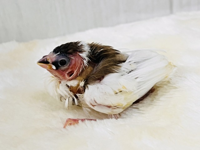 十姉妹（ジュウシマツ）