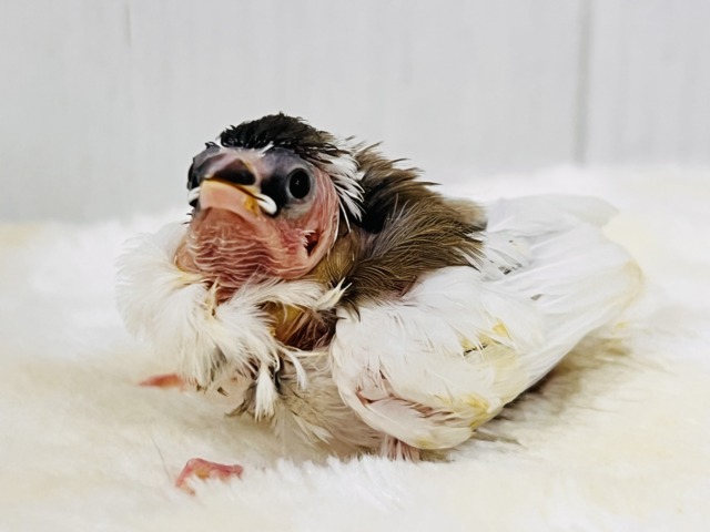 ｶﾘｱｹﾞ⤴︎モヒカンヘアーの十姉妹🌟優しいブラウン🤎