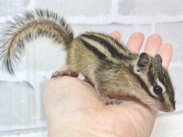 シマリス（ノーマル）