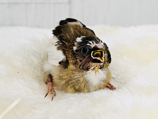 十姉妹（ジュウシマツ）