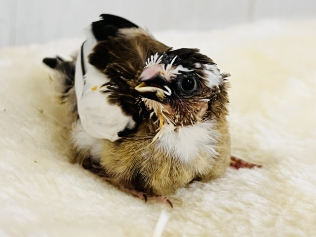 十姉妹（ジュウシマツ）