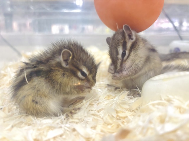 シマリス（ノーマル）