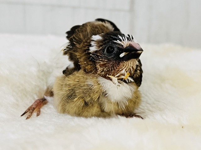 十姉妹（ジュウシマツ）