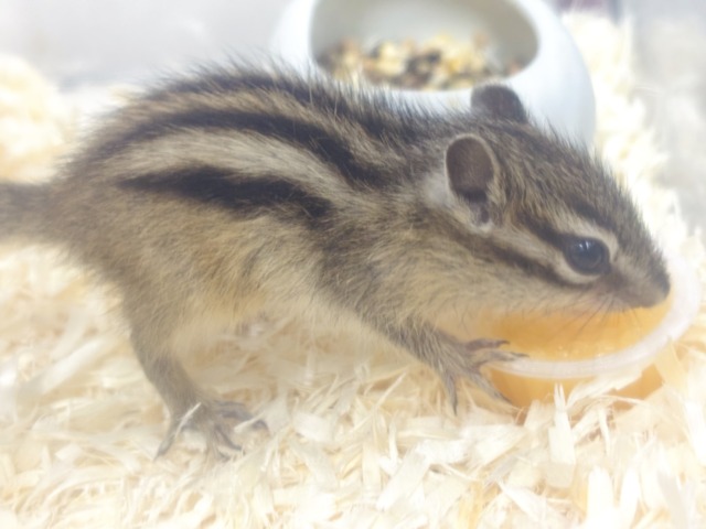 シマリス（ノーマル）