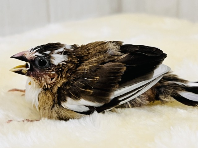 十姉妹（ジュウシマツ）