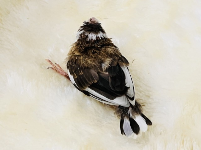 十姉妹（ジュウシマツ）