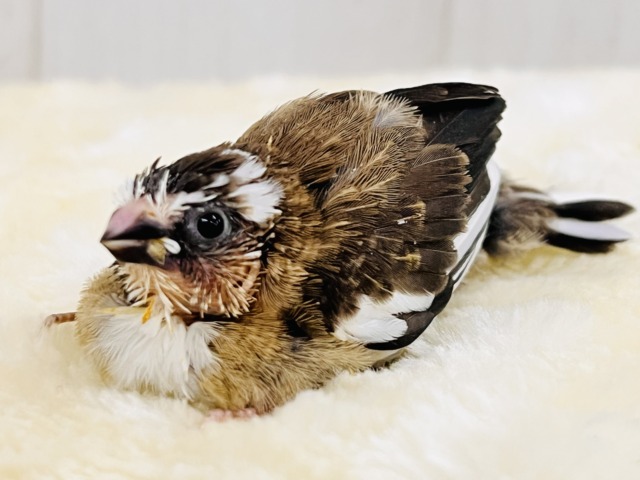 十姉妹（ジュウシマツ）