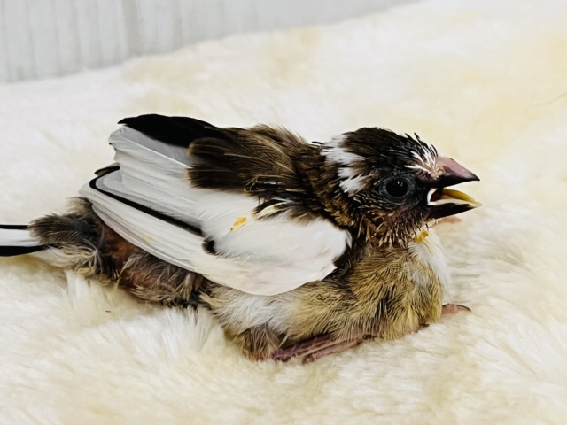 十姉妹（ジュウシマツ）