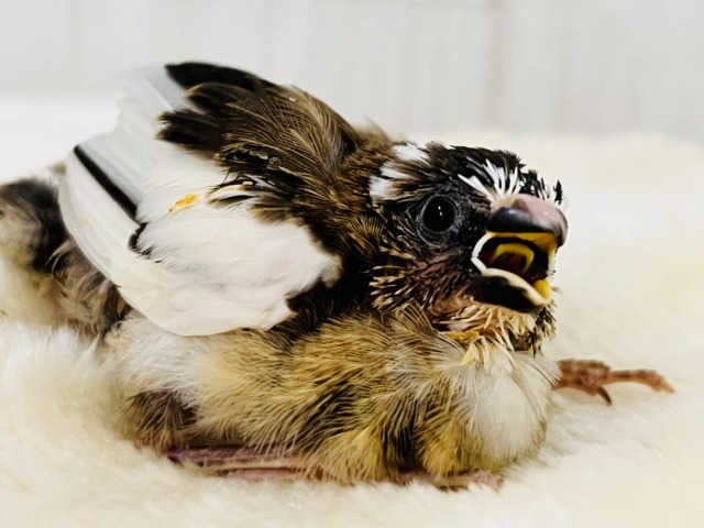 ｸｯｷｰ&ｸﾘｰﾑで甘いひと時を♡🍪十姉妹の雛入舎です✨