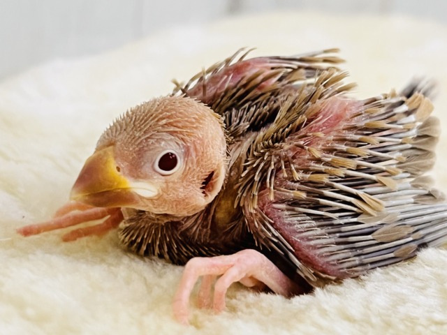 シナモン文鳥