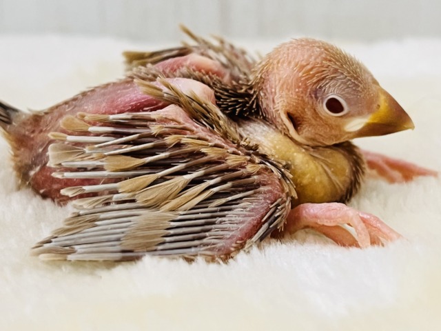 シナモン文鳥
