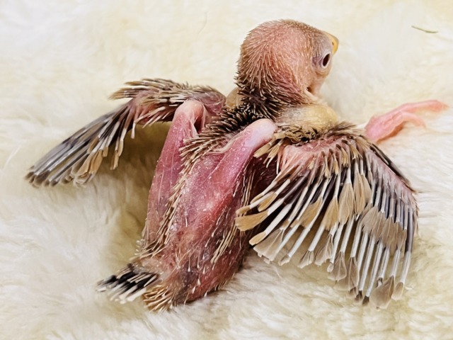 シナモン文鳥