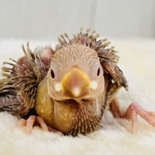 ハイトーン坊主?つるつるボディーのシナモン文鳥✨