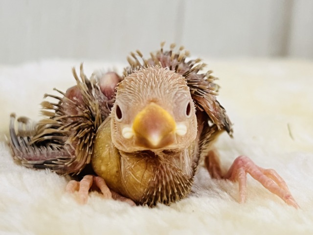 ハイトーン坊主?つるつるボディーのシナモン文鳥✨