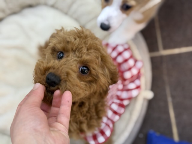 トイプードル