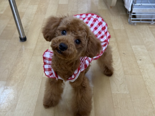 真っ直ぐな瞳でロックオン💗人懐っこい愛嬌たっぷりな❣️トイプードルの女のコきました〜🌟