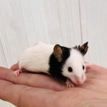 あっさり顔のおちびネズミちゃん🐭パンダマウスの女の子❣️