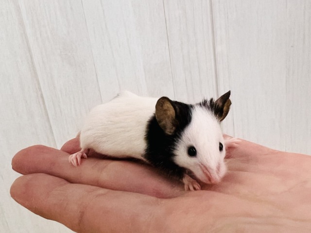 あっさり顔のおちびネズミちゃん🐭パンダマウスの女の子❣️