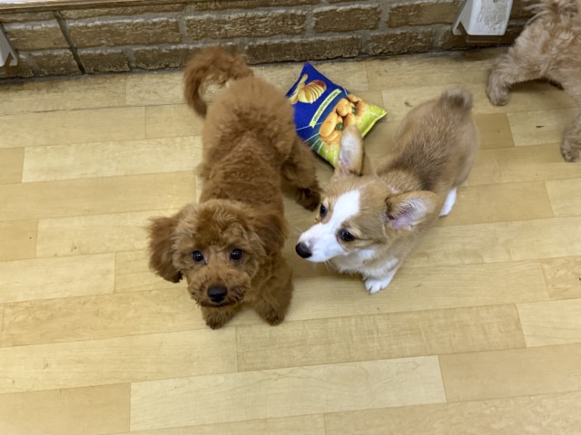 トイプードル