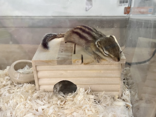 シマリス（ノーマル）