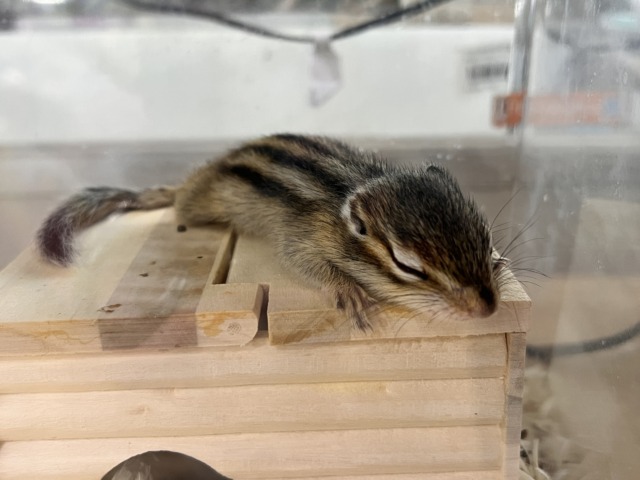 シマリス（ノーマル）
