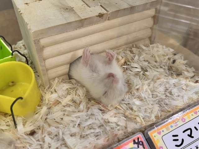 アルビノシマリス