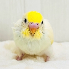 ｶｽﾀｰﾄﾞｸﾘｰﾑが溢れちゃう💛セキセイインコのクリームレインボー✨