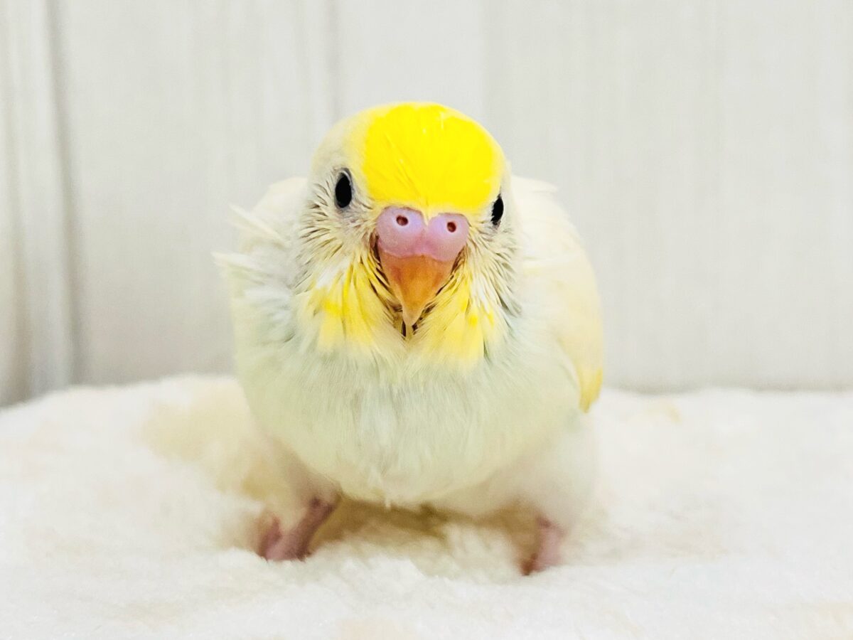 ｶｽﾀｰﾄﾞｸﾘｰﾑが溢れちゃう💛セキセイインコのクリームレインボー✨