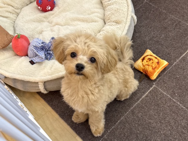 マルプー