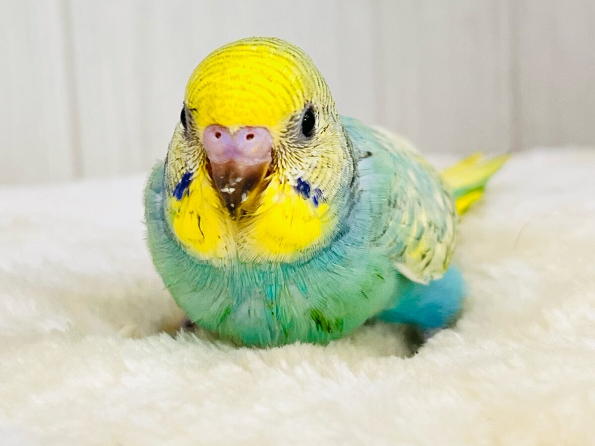 セキセイインコ