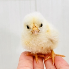 ぴよよ！チャボの雛がやってきた🐣❣️