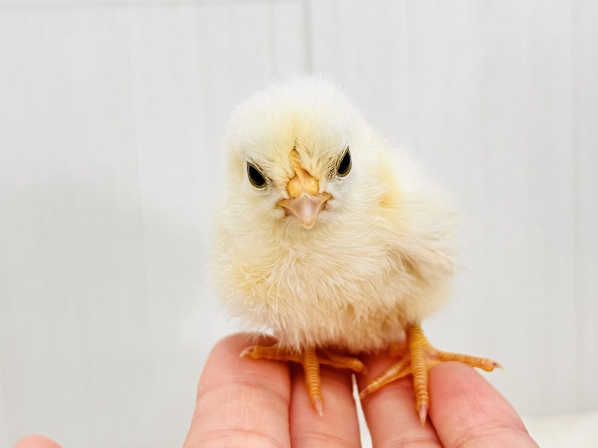 ぴよよ！チャボの雛がやってきた🐣❣️