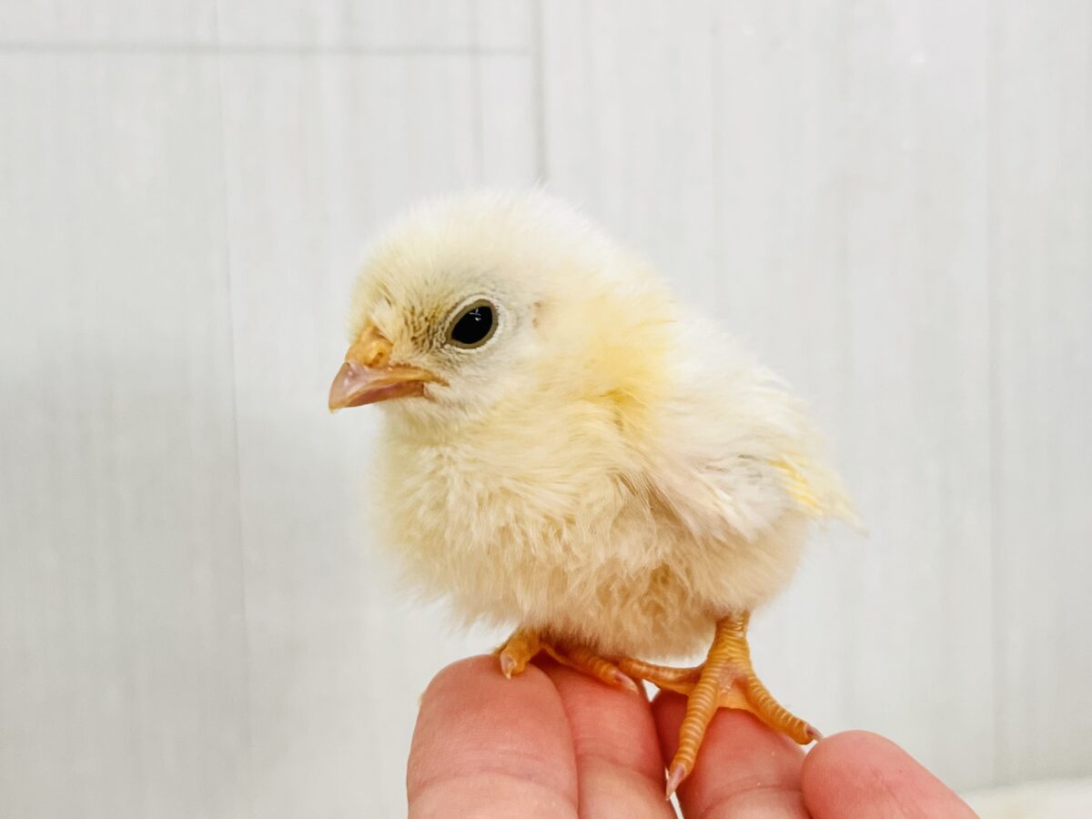 ■■■ チャボ、ニワトリの仲間 ■■■