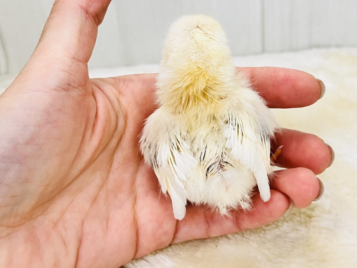 ■■■ チャボ、ニワトリの仲間 ■■■