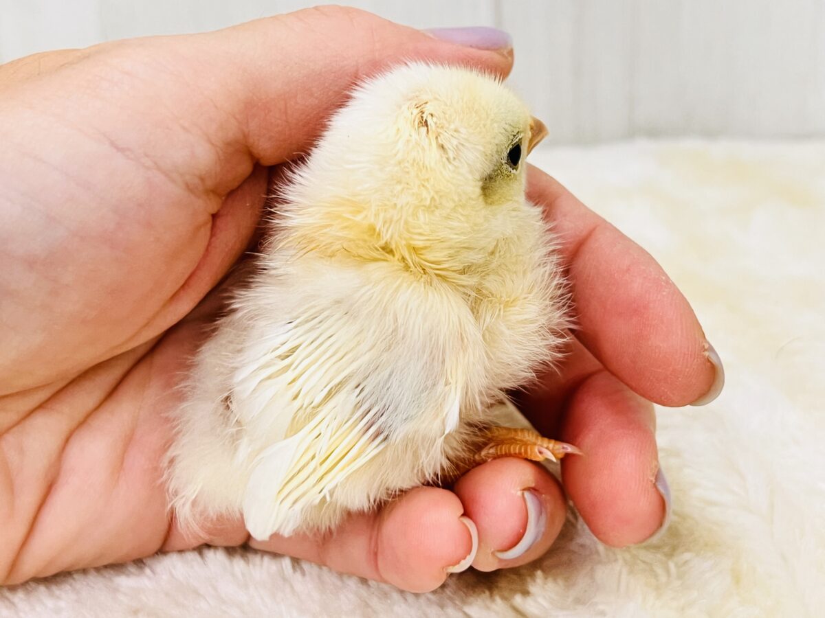 ■■■ チャボ、ニワトリの仲間 ■■■