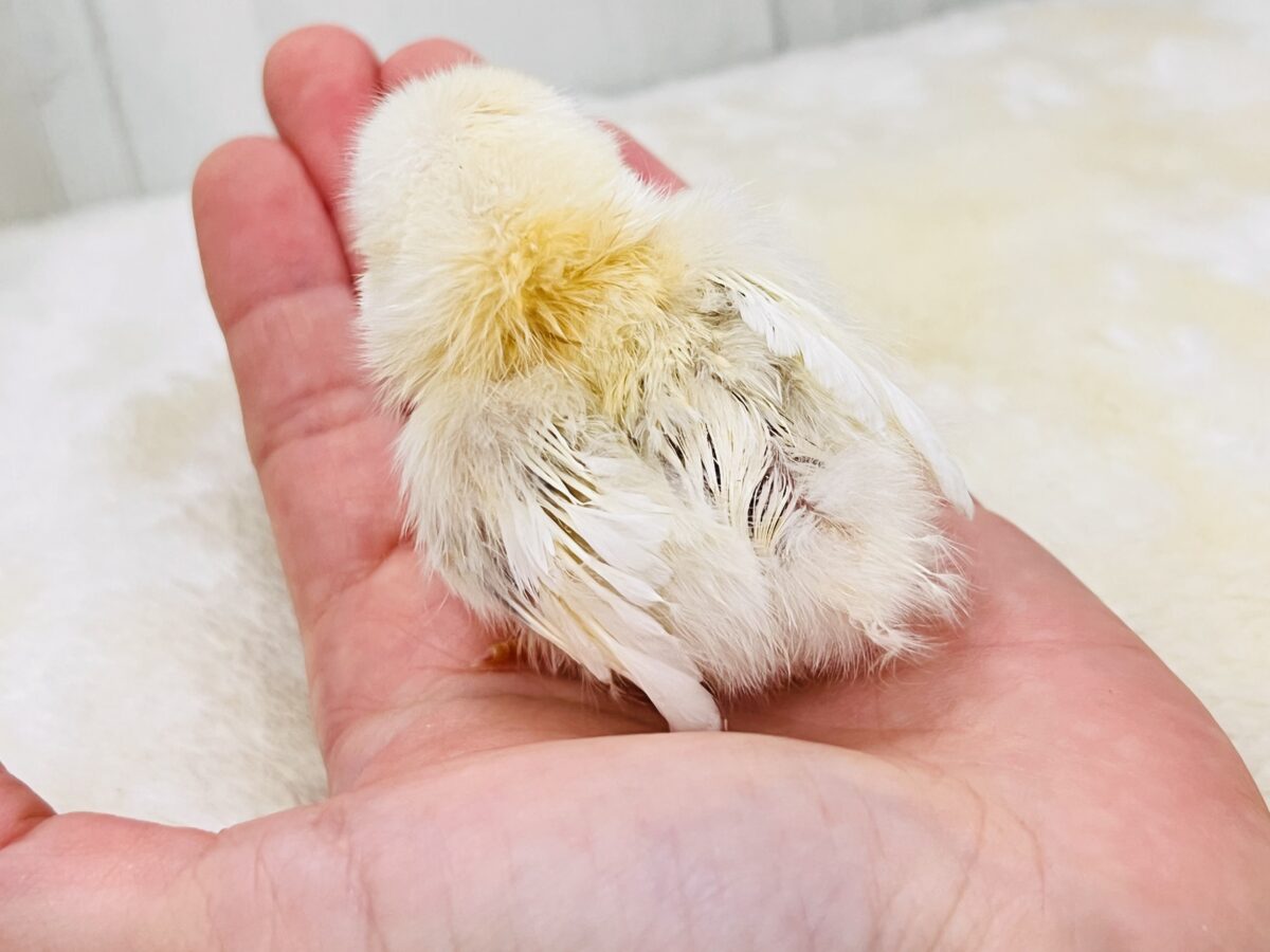 ■■■ チャボ、ニワトリの仲間 ■■■