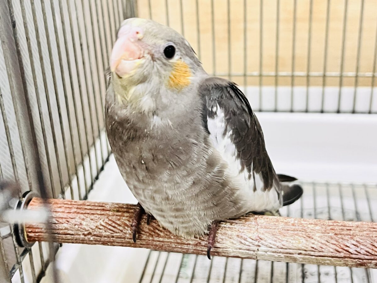 オカメインコ