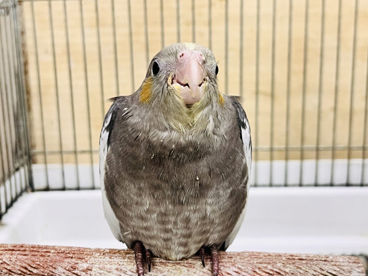 オカメインコ