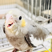 画像更新☆ジャ〜ジャ〜♪赤ちゃん鳴き炸裂🐥⸒⸒オカメインコ(ノーマル)❤️