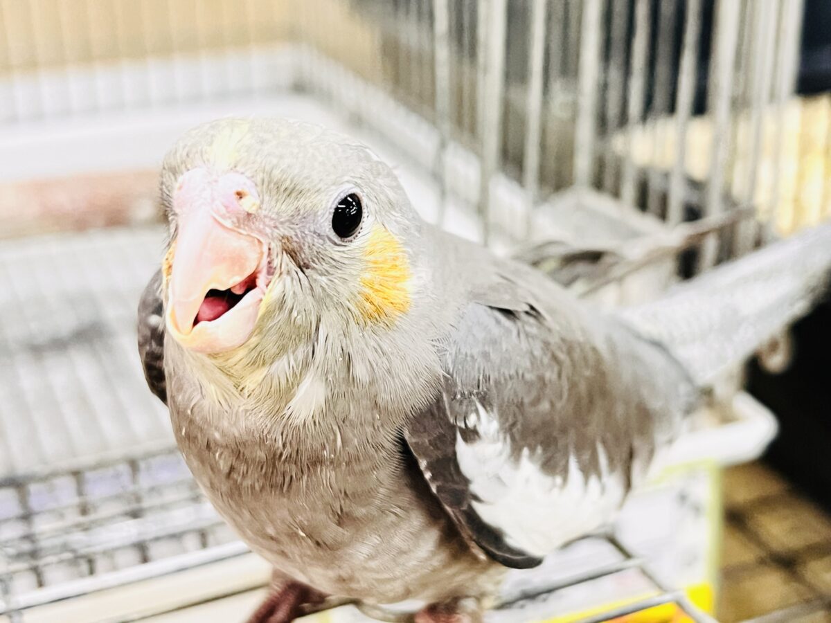 画像更新☆ジャ〜ジャ〜♪赤ちゃん鳴き炸裂🐥⸒⸒オカメインコ(ノーマル)